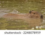 A Greater Capybara ...