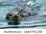 Close Up Of A Sea Otter...