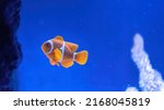 Colorful reef fish. ocellaris...