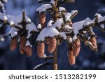 Tree cones under snow in sunlight, in Romanian Carpathian Mountains