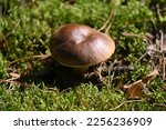 A Brown Mushroom Cap Among The...