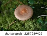 A Soft Brown Mushroom Cap On A...