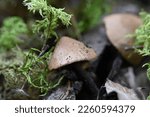 Brown Mushroom Caps Among Green ...