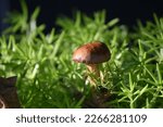 Brown Mushroom Cap Over Green...