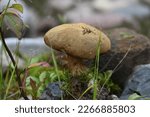 Brown Mushroom Cap Taro Small...