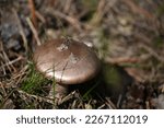 A Brown Mushroom Cap Means...
