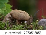 Brown Mushroom Cap Among Forest ...