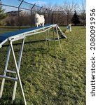 Small photo of DUBUQUE, IOWA, November 24, 2021–Landscape photo of adorable white teddy bear puppy walking the bridge in Dubuque County Humane Society Dog Park on sunny Fall day.