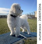 Small photo of DUBUQUE, IOWA, November 24, 2021–Closeup photo of adorable white teddy bear puppy standing on bridge in Dubuque County Humane Society Dog Park on sunny Fall day.