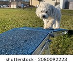 Small photo of DUBUQUE, IOWA, November 24, 2021–Closeup photo of adorable white teddy bear puppy walking the bridge at Dubuque County Humane Society Dog Park on sunny Fall day.