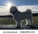 Small photo of DUBUQUE, IOWA, November 24, 2021–Back lit photo of adorable white teddy bear puppy standing on bridge looking into sun at Dubuque County Humane Society Dog Park on Fall day.