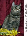 Small photo of striped cat and branch of mimosa on bardic background