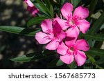 Small photo of The garden with blooming plant oleander. Close up soft pink sweet oleander flower or rose bay ( fragrant oleander, Nerium oleander L, Nerium indicum Mill )
