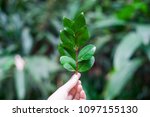 Eco conscious concept with person holding leaf in hands, Enviromental friendly background