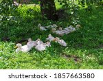 Poultry In The Village. White...