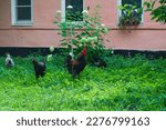 Rural landscape, poultry, a beautiful rooster, multi-colored hens walk under the windows of the house.
