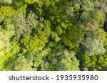 Aerial view photography directly above lush rain forest trees. Untouched jungle, view of the tree tops. Habitat for wild animals and endangered animal species. Dense tropical forest. top view