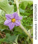 Small photo of Beautiful Brinjal flower natural looks. Most popular brinjal flower in India