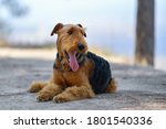 Airedale Terrier Dog Lies On A...