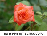 A Close Up Of Orange Pink Rose...