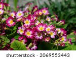 Pink primrose (Primula elatior) of the 'SuperNova Rose Bicolor' variety in the garden on a sunny morning, close-up, selective focus, copy space 