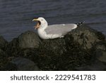An European Herring Gull On A...