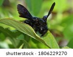 Macro photograph of an isolated specimen of Xylocopa violacea, the violet carpenter bee, standing on Thymus vulgaris flowers, with natural background.