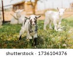 black and white small newborn baby goat eating grass on farm of countryside
