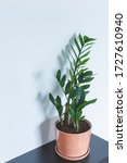 Small photo of Indoor Plant. Zanzibar Gem, ZZ Plant (Zamioculcas Zamifolia). flowering plant in front of grey concrete wall
