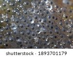 Small photo of Frogs eggs containing a black embryo and jelly globule which supports the embryo. The first stage of embrio development. frog caviar (frogspawn) in a pond or lake