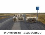 A flock of sheeps crossing an isolated dirty road n the Vatnsnes peninsula, Iceland, with shepherd and a car stopped