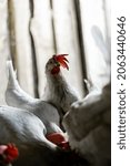 Small photo of Portrait of a white chicken with a red tuft. The chicken raised its head above the pack of its brethren