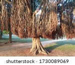 Banyan" Usually Means The...