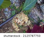 Small photo of Datura mettle is an annual or short-lived, shrubby perennial known commonly as Indian thornapple,Hindu Datura mettel in Europe, and Devil's Trumpet or Angel's Trumpet in the USA. Natural plants