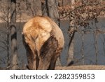 Small photo of a fully grown adult female sow elk stands close to a road, unafraid of cars and people, her thick coat of fur and hair seen from the rear rump view