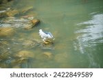 Small photo of Elegant night heron standing gracefully on a submerged rock in a clear, flowing stream, showcasing the peaceful coexistence of wildlife and water