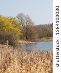 Small photo of An image of lakeside trees creating a springlike feel to this lake shot on a beautiful day in Melton Mowbray, Leicestershire, England, UK.