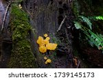 Bright Yellow Jelly Fungus ...