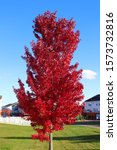 Autumn Blaze Maple Tree With...