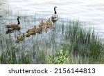 Dramatic image of a family of geese entering a lake with reeds in the foreground and baby geese following.