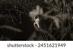 White spider in a spider web in ...
