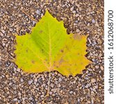 Small photo of Maple leaf laying on the gravelly ground. Autumn season's colour of leaf.
