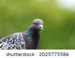 Pigeon Portrait With Green...