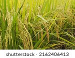 Small photo of Ear of rice. Close-up to rice seeds in ear of paddy. Beautiful golden rice field and ear of rice.