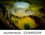 Close Up Of White Crab Spider...