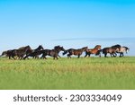 A large herd of horses runs freely on the fresh grass in the pasture. Spring on the farm