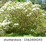 Small photo of Evergreen bush Rhododendron x hybrida 'Inamorata'