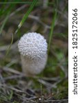 Mushroom Spiny Puffball ...