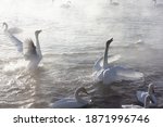 Swans In The Winter On A Lake...