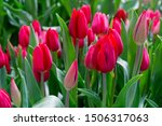 Beautiful Red Tulips. Floral...